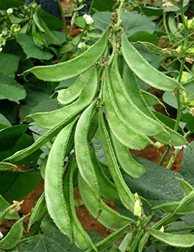 Sem Phali (Lima Beans) Vine/Bel type seeds