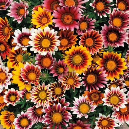 Gazania Star Light Dwarf Seeds
