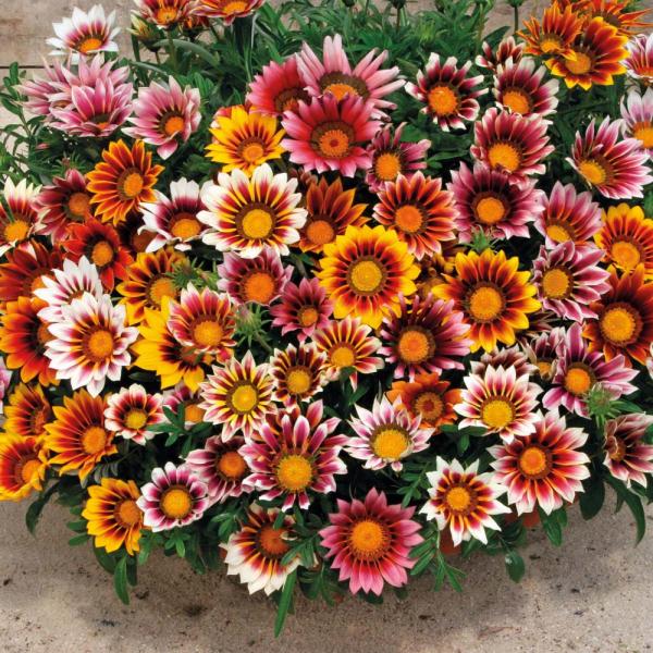 Gazania Star Light Dwarf Seeds