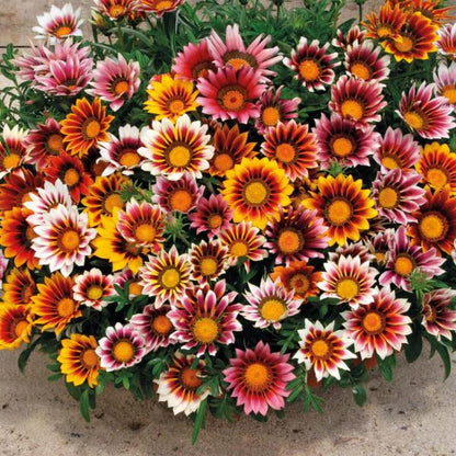 Gazania Star Light Dwarf Seeds