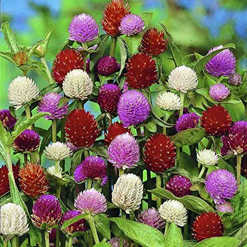 Gomphrena Choice Mix (Gardening Centre)