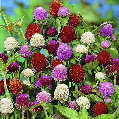 Gomphrena Choice Mix (Gardening Centre)