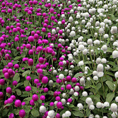 Gomphrena Choice Mix (Gardening Centre)