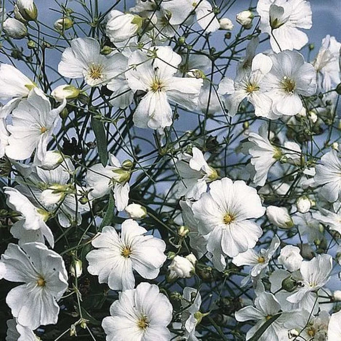 Gypsophila Elegans White  Seeds (Gardening Centre)