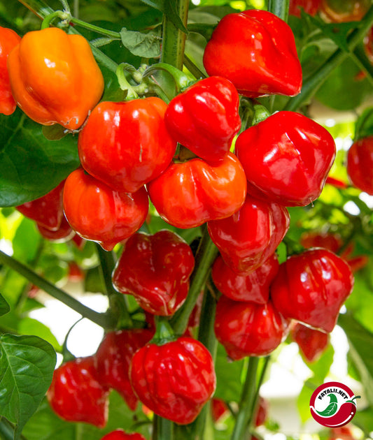 Red Habanero Chili Seeds