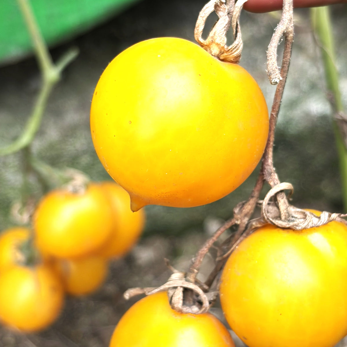 Tomato Heart Shape Seeds ( Yellow Color )
