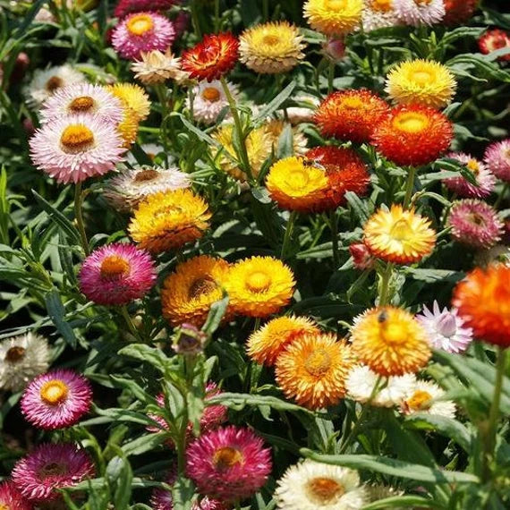 Helichrysum-Paper Flower Mix (Gardening Centre)