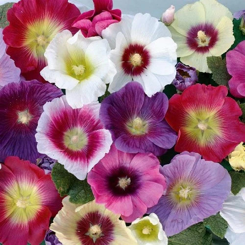 HollyHock Seeds Mixed seeds(Gardening Centre)