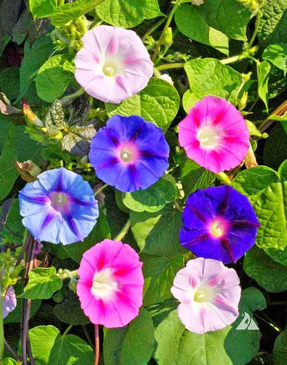 Imponea Morning glory Seeds