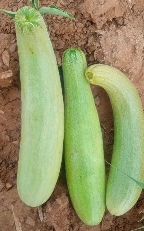 Superior Cucumber Long/ Kachra Melon Type