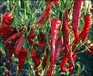 Kashmiri Chili/mirch seeds