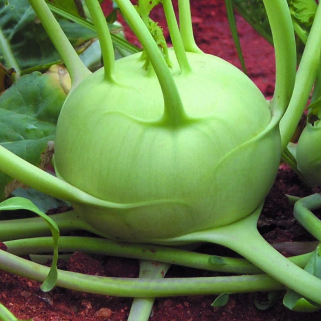 Navalkol Knol Khol/ Kohlrabi F1 Hybrid seeds – GardeningCentre