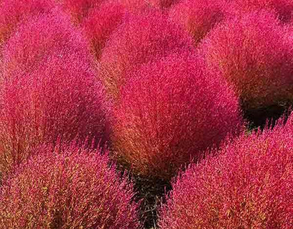 Kochia Burning Bush Seeds