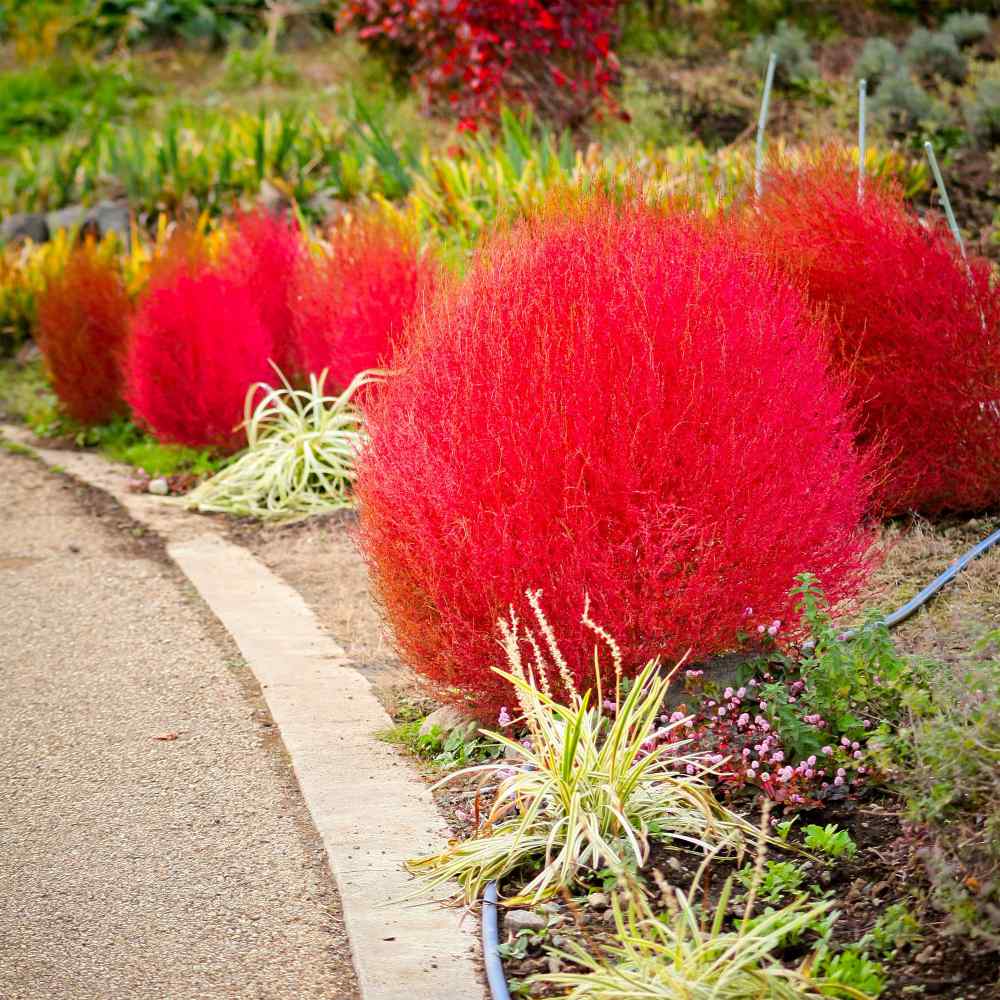 Kochia Burning Bush Seeds