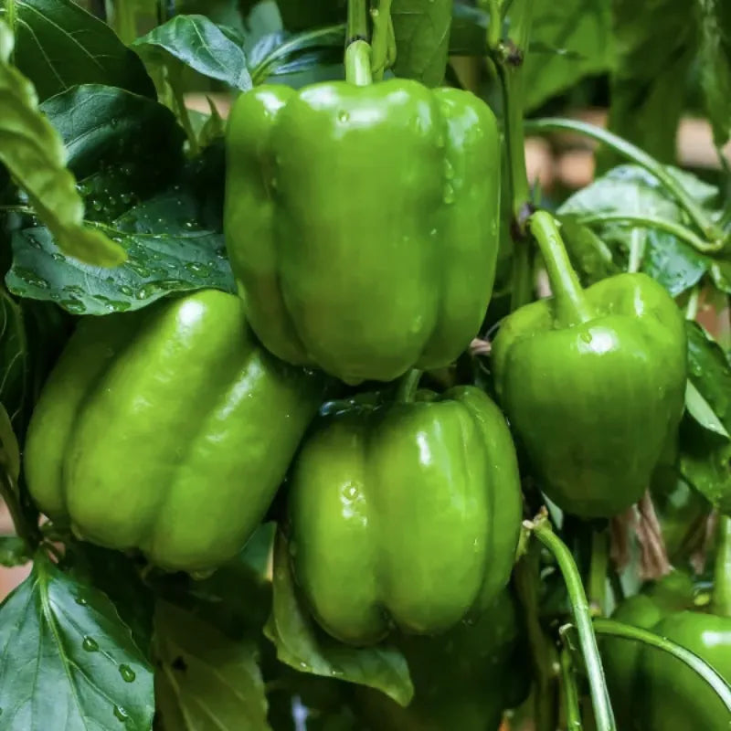 Capsicum/Shimla Mirch LA Wonder Seeds