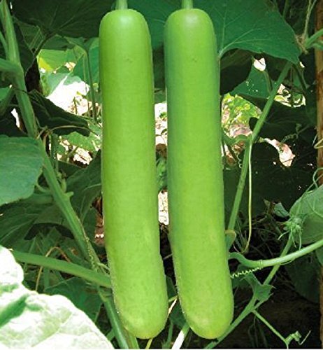 Bottle Gourd / Lauki/लौकी/ घिया  Desi (open pollinated) long seeds