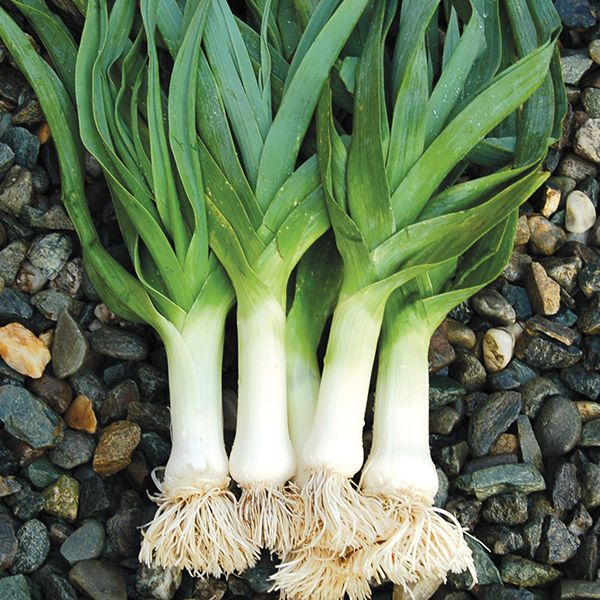 Imported Leek American Flag Seeds for Quality Produce