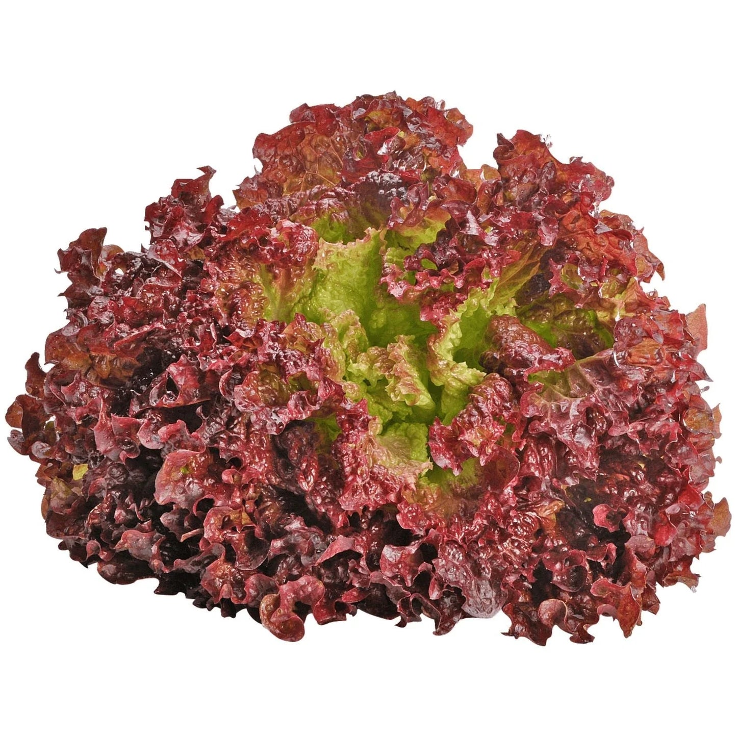 Lettuce Lollo Rossa Seeds