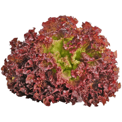 Lettuce Lollo Rossa Seeds