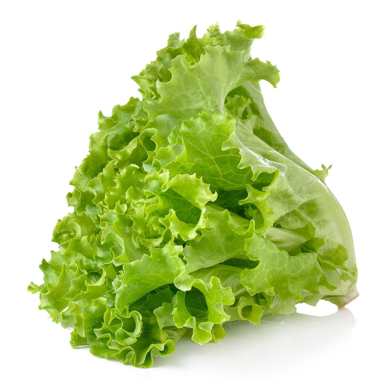 Lettuce Grand Rapids Seeds