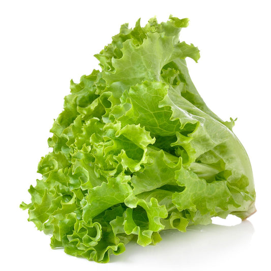 Lettuce Grand Rapids Seeds
