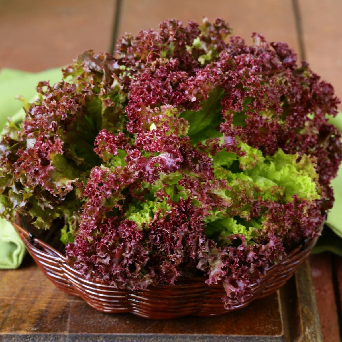 Lettuce Lollo Rossa Seeds