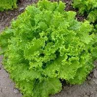 Lettuce Grand Rapids Seeds