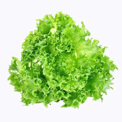 Lettuce Grand Rapids Seeds