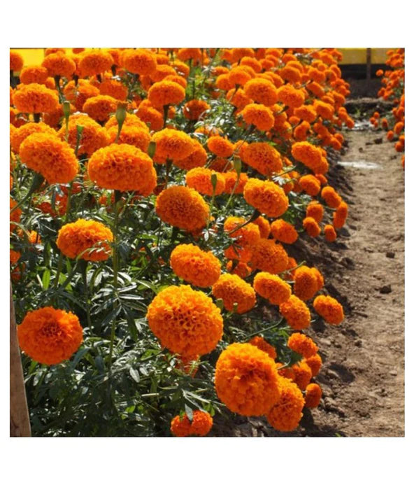 Marigold Narangi/orange Pusa (Gardening Centre)