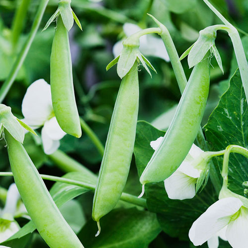 Matar/ Peas Seeds