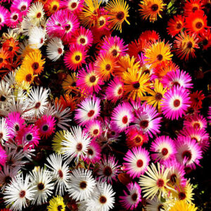 Mesembryanthemum seeds/Ice Plant Flower seeds