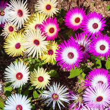 Mesembryanthemum seeds/Ice Plant Flower seeds