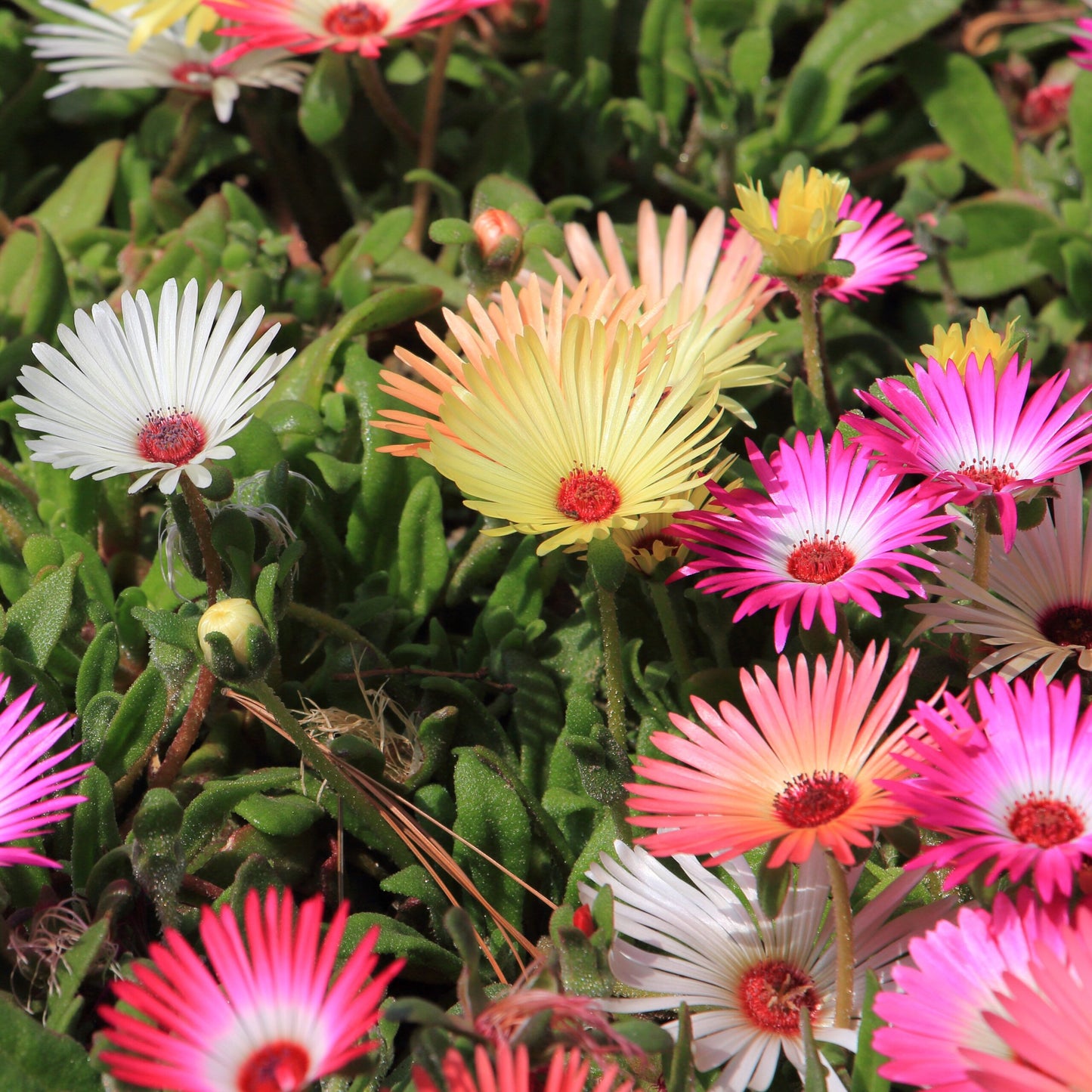 Mesembryanthemum seeds/Ice Plant Flower seeds
