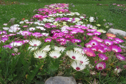 Mesembryanthemum seeds/Ice Plant Flower seeds