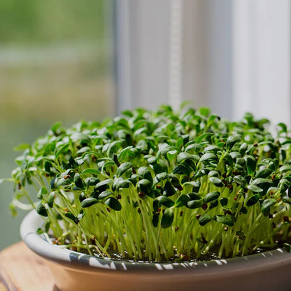 Methi / Fenugreek Microgreen Seeds