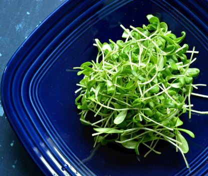 Methi / Fenugreek Microgreen Seeds