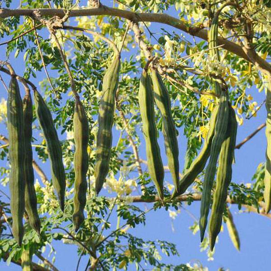 Sahajan/Moringa/Drumstick Seeds