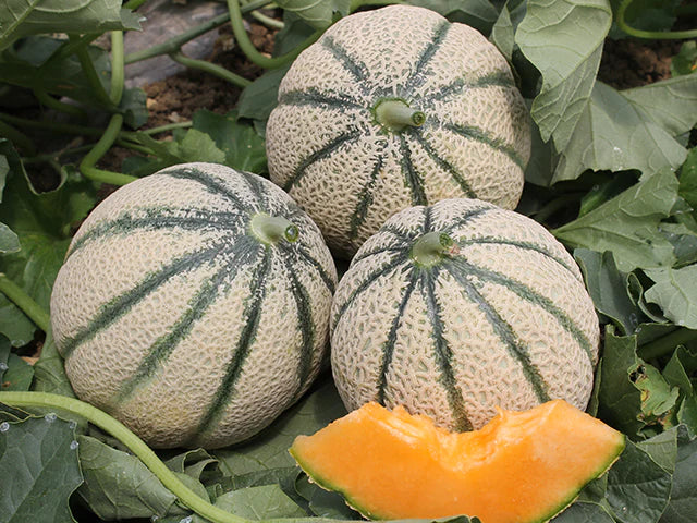 Muskmelon jelly bean netting with dark green ribs Seeds(खरबूजा की बीज)