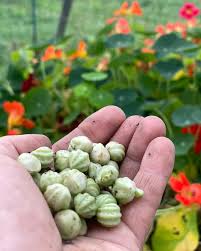 Nasturtium seeds
