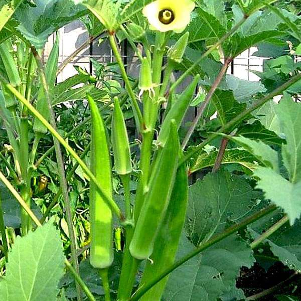 Bhindi Okra desi open pollinated organic Seeds(भिंडी मे बीज )