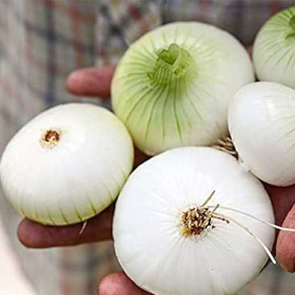 Onion White seeds(सफेद प्याज के बीज )