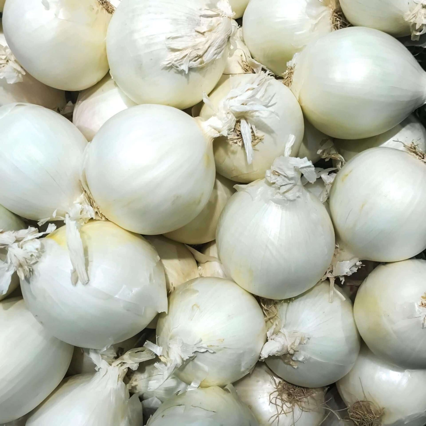 Onion White seeds(सफेद प्याज के बीज )