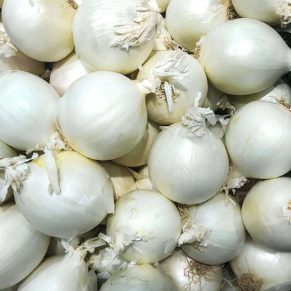 Onion White seeds(सफेद प्याज के बीज )