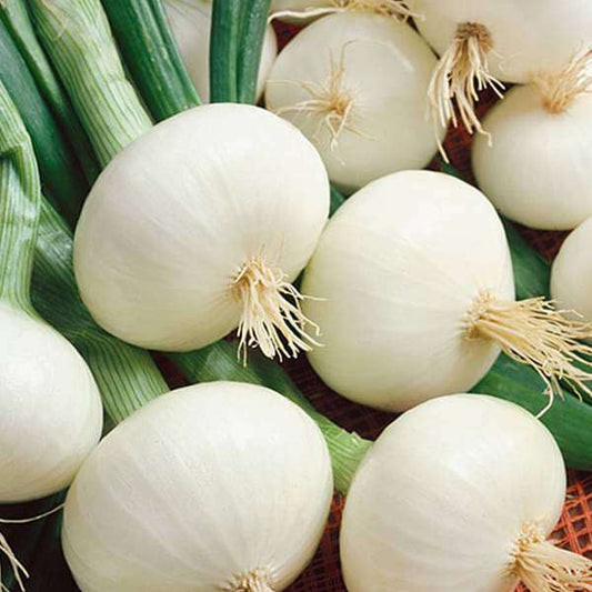 Onion White seeds(सफेद प्याज के बीज )