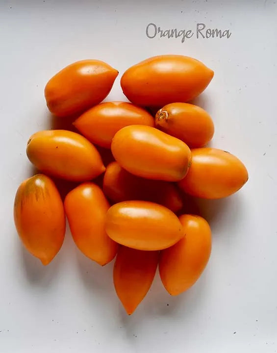 Orange Roma Tomato Seeds ( Imported rare variety)