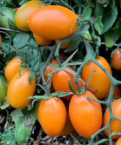 Orange Roma Tomato Seeds ( Imported rare variety)