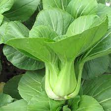 Pakchoi/Bokchoi Chinese cabbage seeds