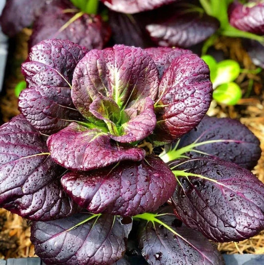 Pak Choi/ Pak Choy/Bok choi Lavender F1 Hybrid Purple Seeds