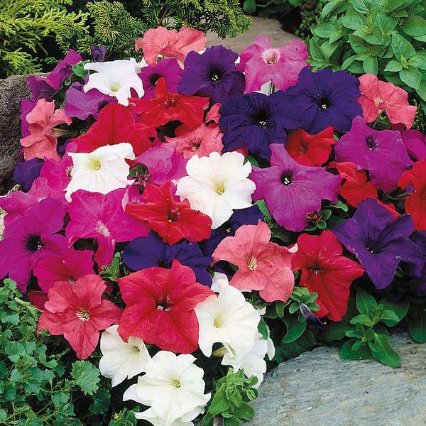 Petunia Mixed Seeds