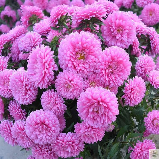 Aster Seeds (Pink)